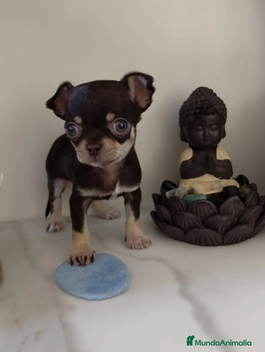 Chihuahua perros en venta: Chihuahua mini - Anuncio 2