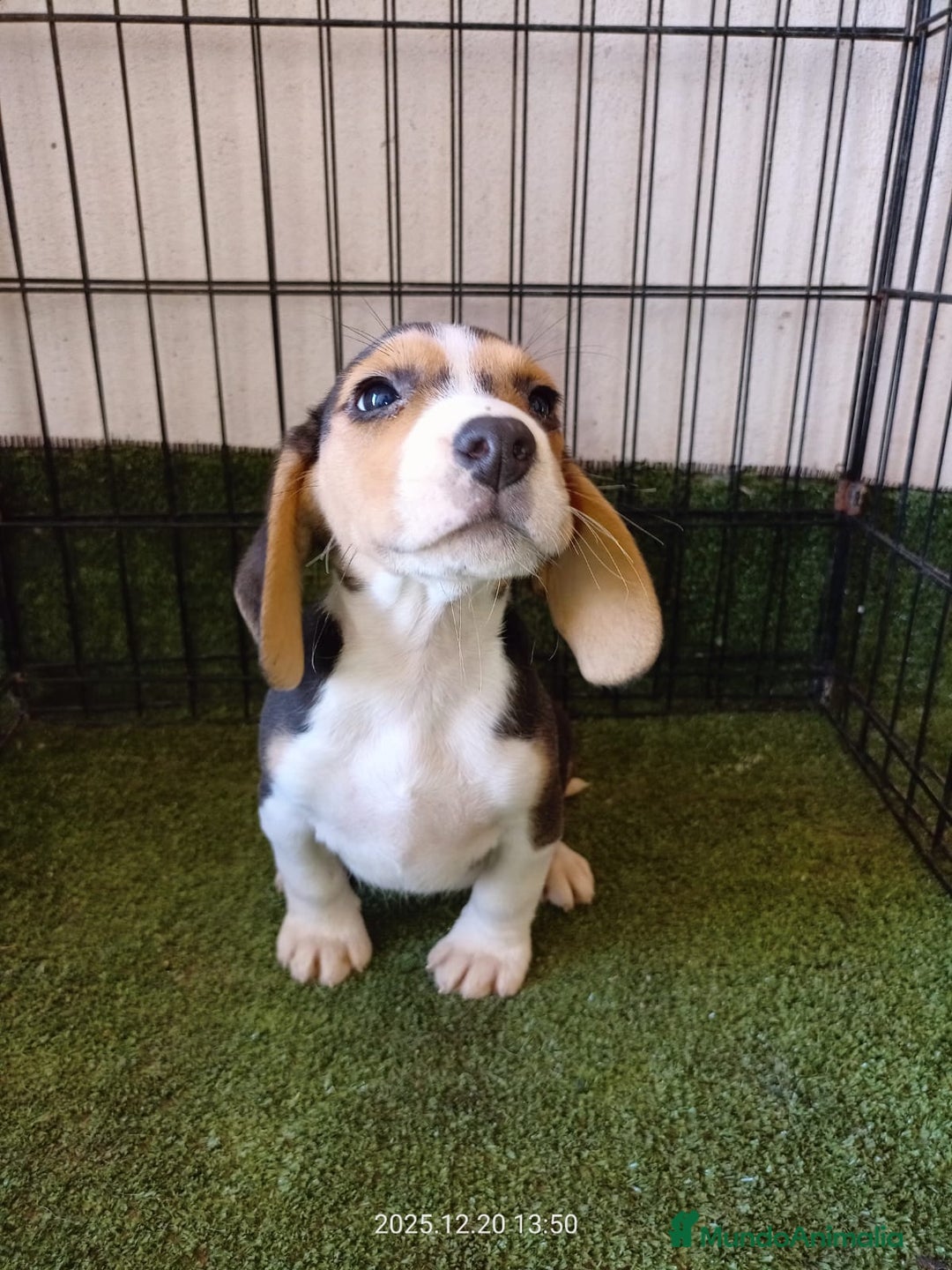 Beagle perros en venta: CACHORRO BEAGLE  - Anuncio 1