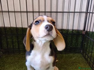 Beagle perros CACHORRO BEAGLE - Anuncio 2