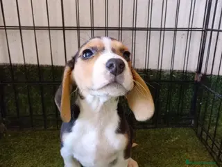 Beagle perros CACHORRO BEAGLE - Anuncio 6