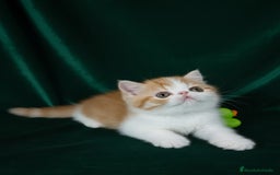 Exótico de Pelo Corto gatos en venta: 🐯 EXOTIC SHORTHAIR RED TABBY & WHITE - Imagen 8