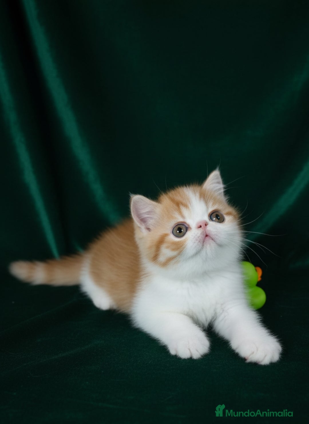 Exótico de Pelo Corto gatos en venta: 🐯 EXOTIC SHORTHAIR RED TABBY & WHITE - Imagen 8