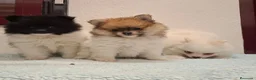 Pomerania perros en venta: Pomerania  - Anuncio 7