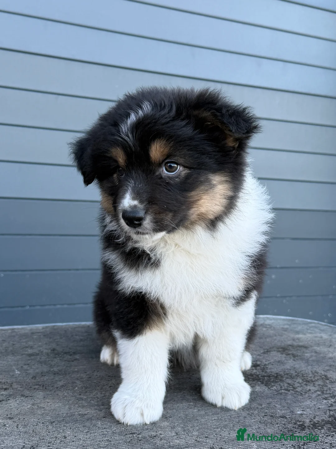 Pastor Australiano perros en venta: Pastor Australiano Tricolor  - Anuncio 3