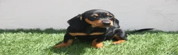 Teckel Miniatura perros en venta: Teckel Miniatura  - Anuncio 23