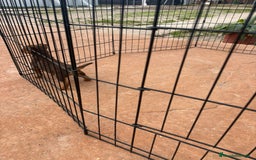 Pinscher Miniatura perros en venta: Mini-pinscher chocolate hembra - Anuncio 2