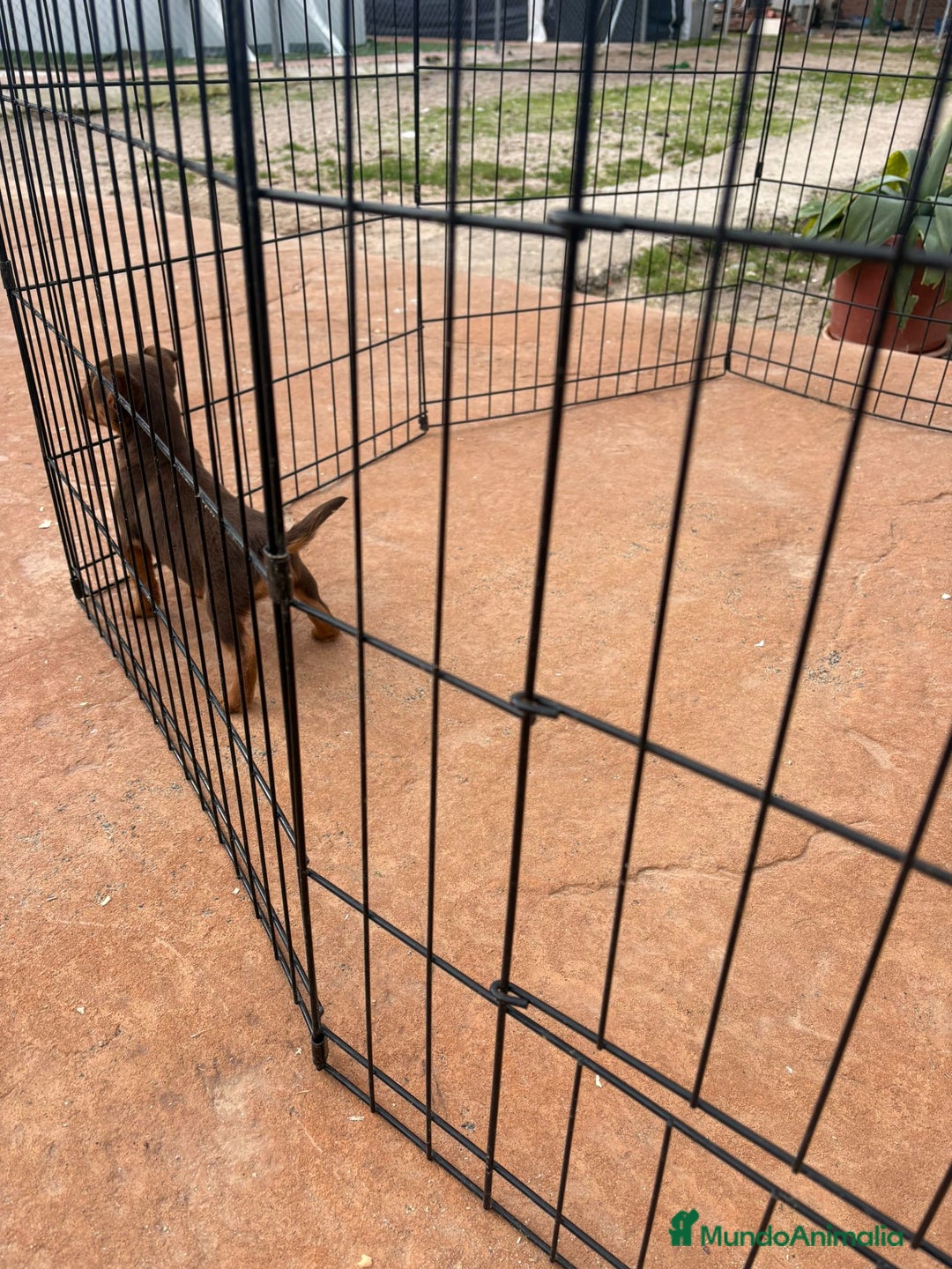 Pinscher Miniatura perros en venta: Mini-pinscher chocolate hembra - Anuncio 2