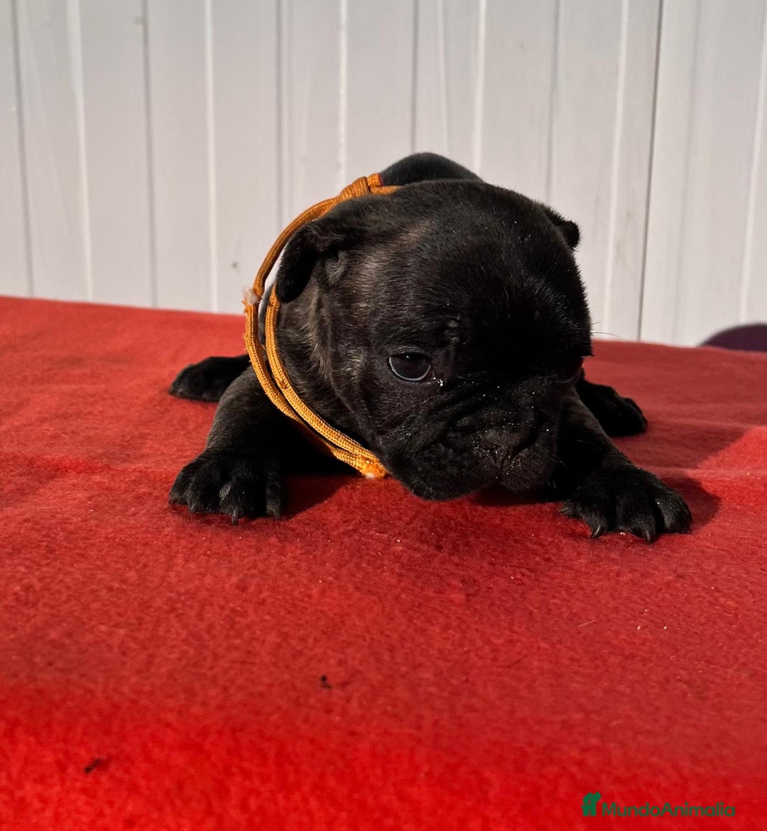 Bulldog Francés perros en venta: Bulldog francés hembra  - Anuncio 3