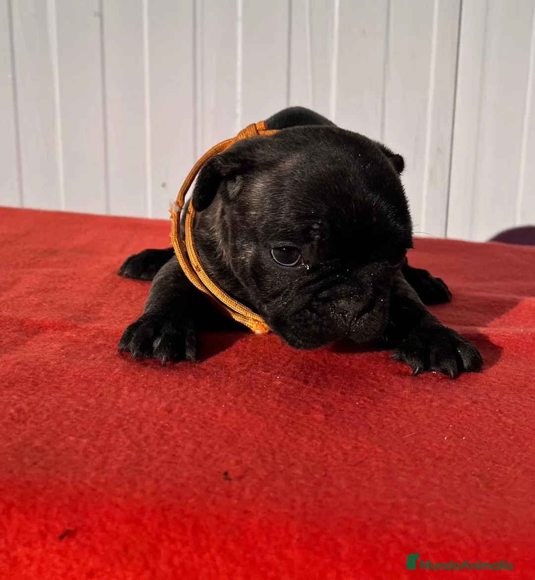 Bulldog Francés perros en venta: Bulldog francés hembra  - Anuncio 3