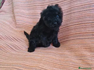 Caniche Toy perros Caniche toy hembra - Anuncio 3