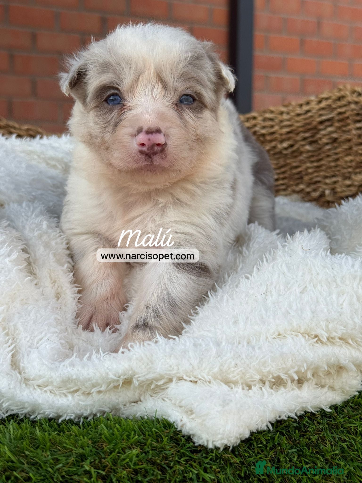 Border Collie perros en venta: BORDER COLLIE MERLE HEMBRA - Anuncio 6
