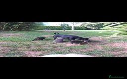 Ratón de Praga perros en venta: Ratón de praga - Imagen 2
