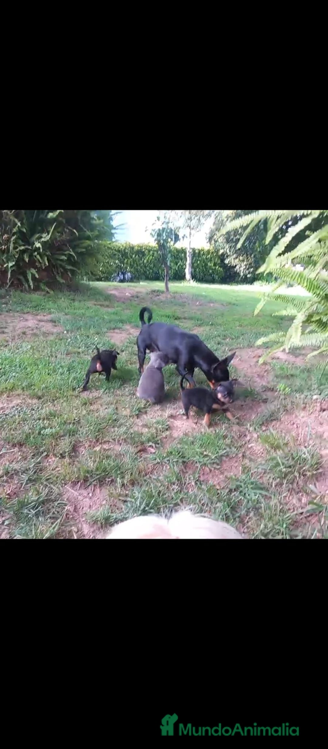 Ratón de Praga perros en venta: Ratón de praga - Imagen 2