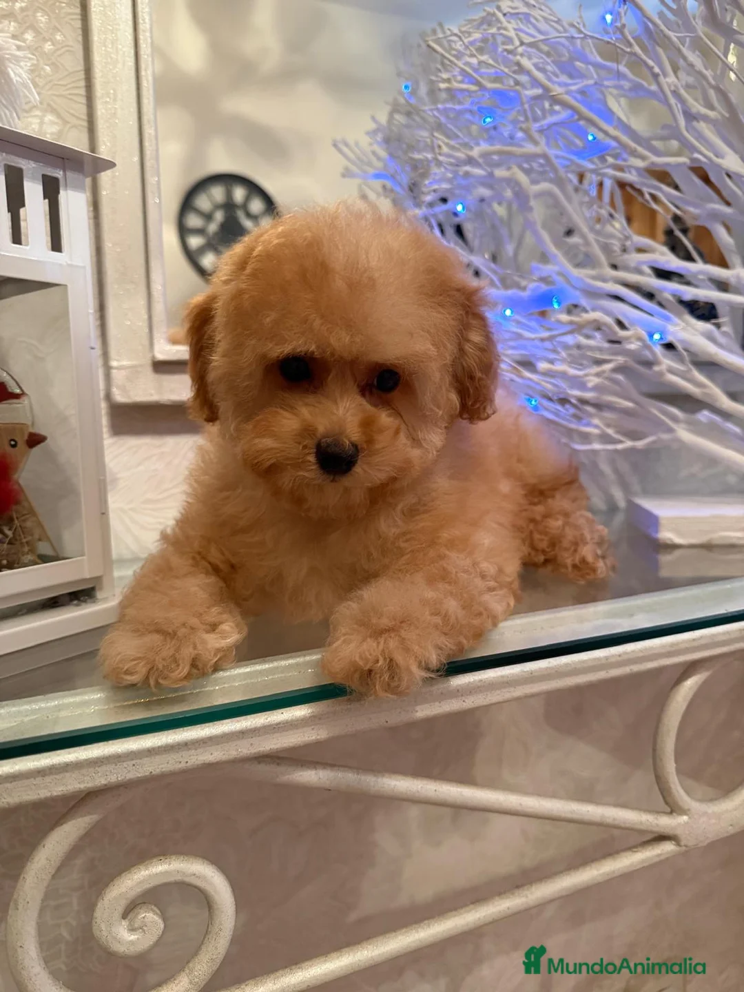 Maltipoo perros en venta: Maltipoo Hembra toy lista para entregar  - Anuncio 3