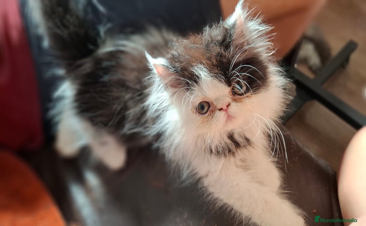 Persa gatos en venta - Propaganda 1