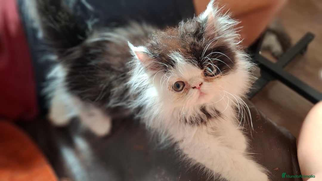 Persa gatos en venta: Gatos persas - Imagen 1