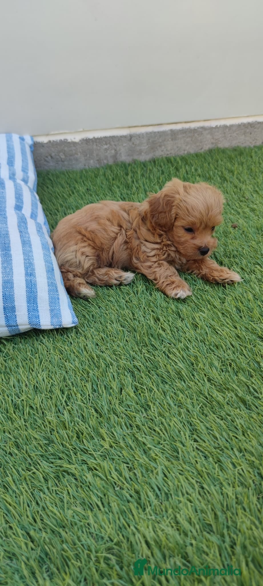 Maltipoo perros Maltipoo Toy  - Anuncio 1