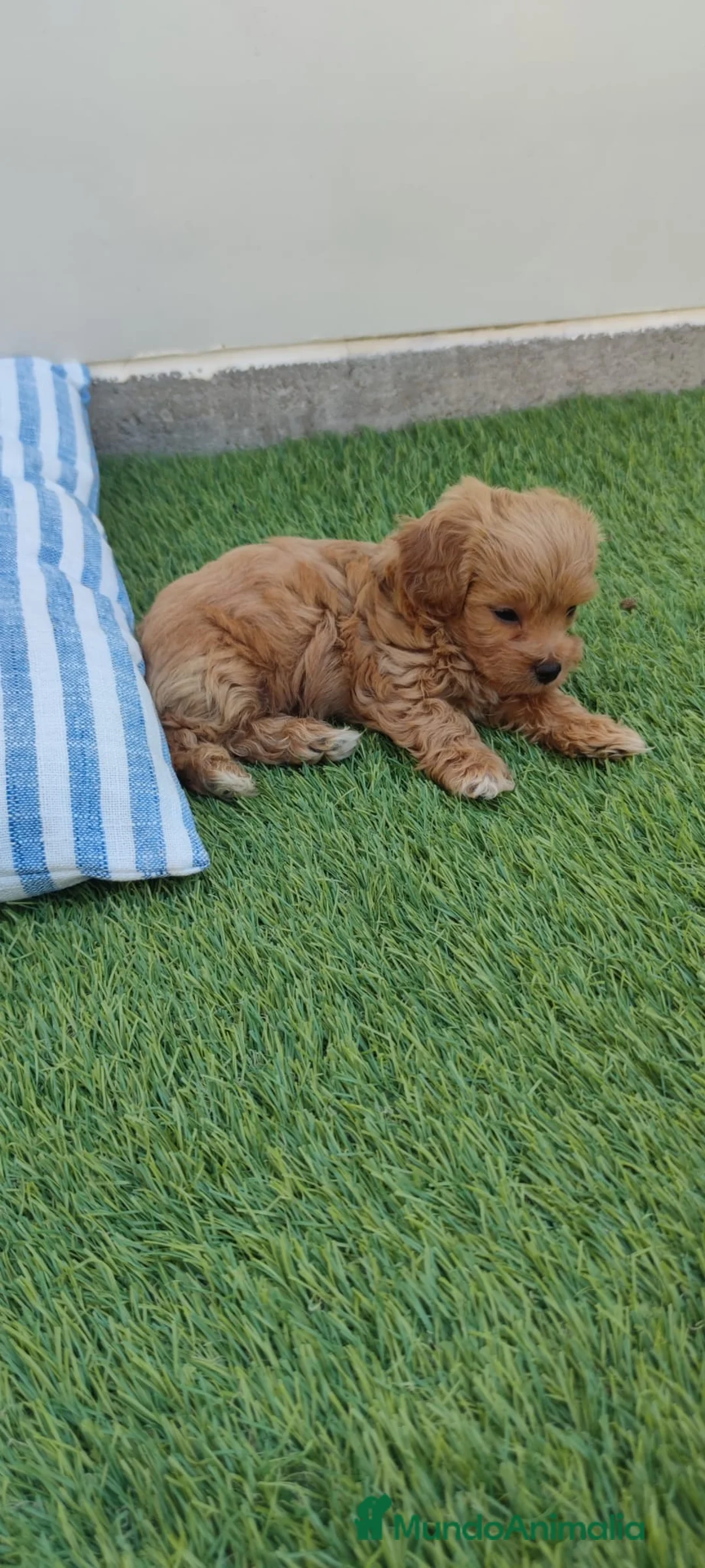 Maltipoo perros en venta: Maltipoo Toy  - Anuncio 1