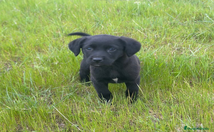 Labrador Retriever perros - Propaganda 1