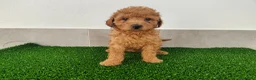 Caniche Toy perros en venta: Caniches toy - Anuncio 4