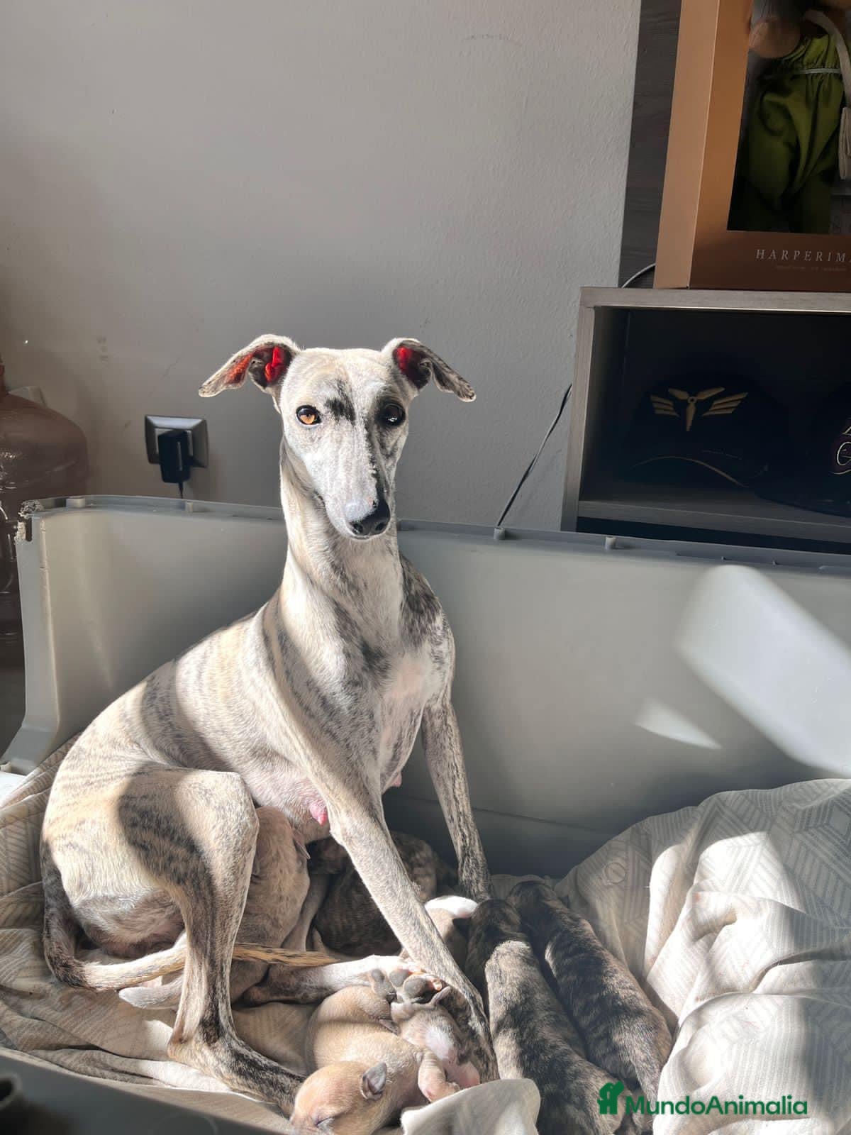 Whippet perros en venta: CACHORROS WHIPPET  - Anuncio 4