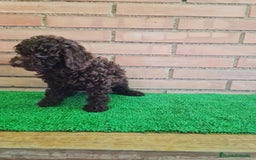 Caniche Enano perros en venta: Caniche - Imagen 9
