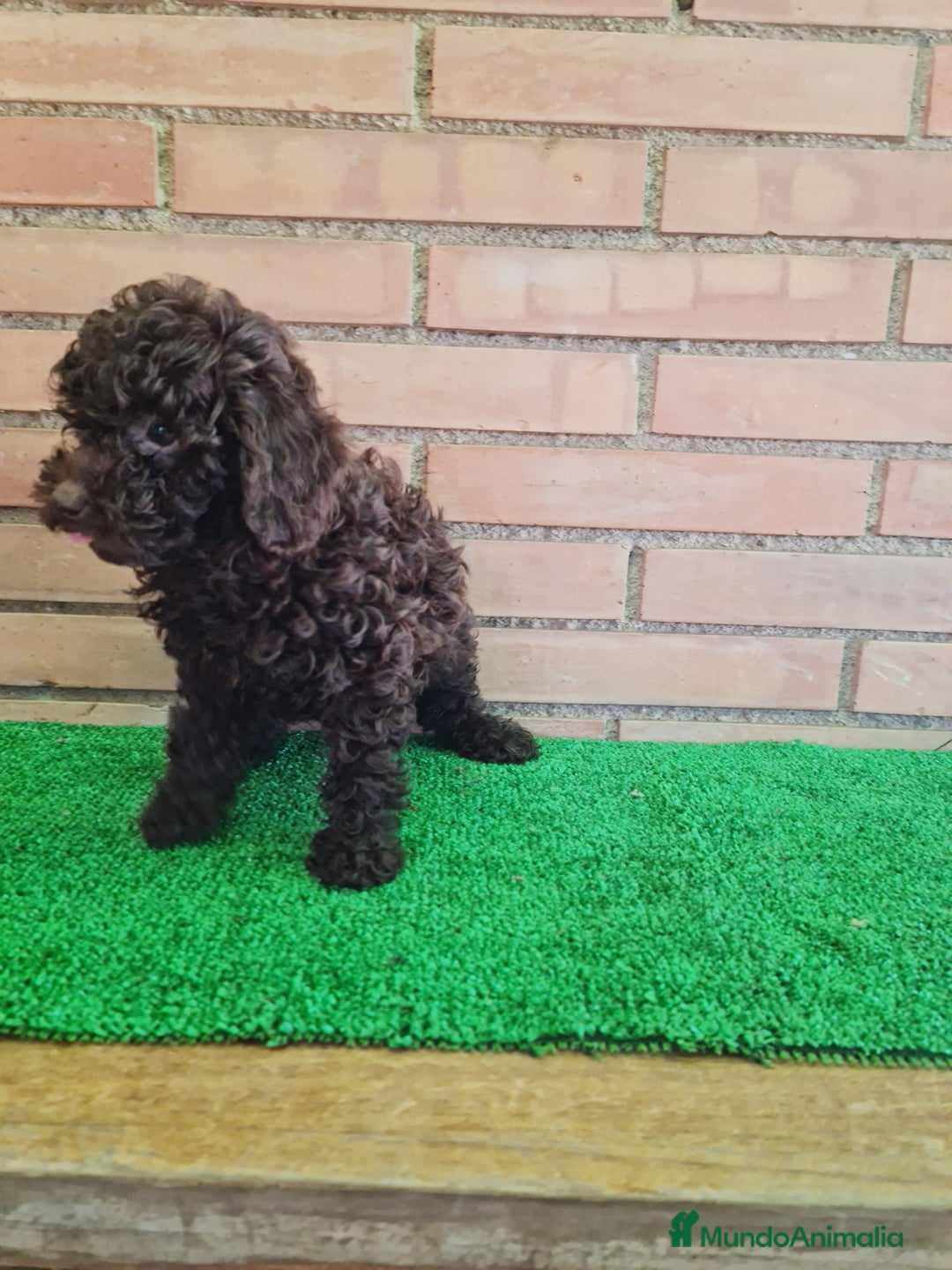 Caniche Enano perros en venta: Caniche - Imagen 9