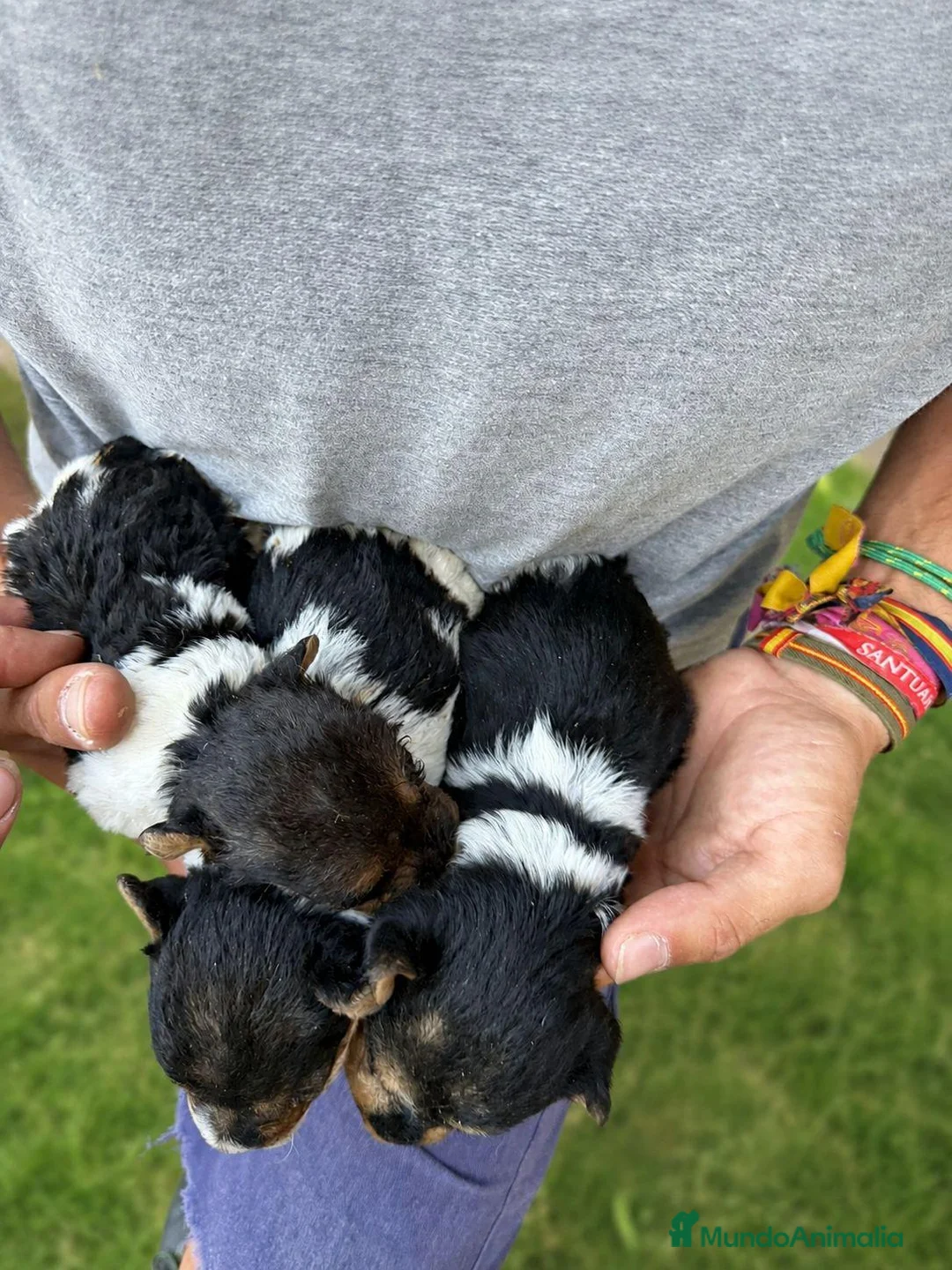 Fox Terrier de Pelo Duro perros en venta: Fox Terrier - Anuncio 2