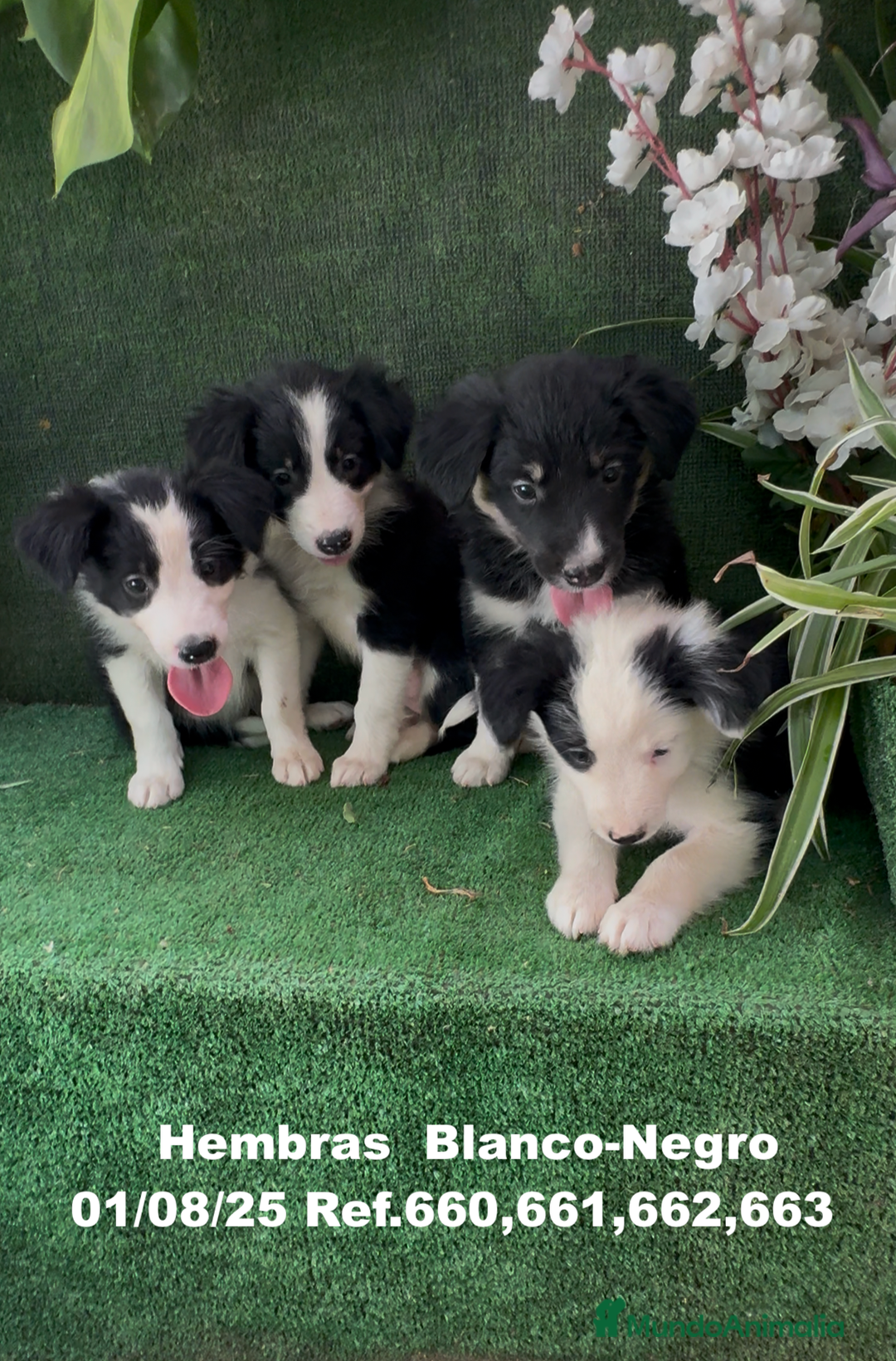 Border Collie perros en venta: BORDER COLLIE hembras - Imagen 2