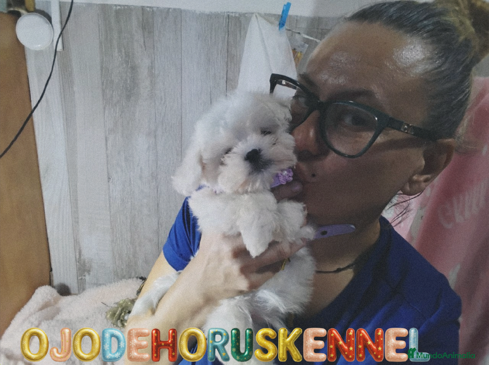 Bichón Maltés perros ⚜️Macho 50 asiático 📌⚜️‼️‼️‼️ - Anuncio 1