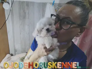 Bichón Maltés perros ⚜️Macho 50 asiático 📌⚜️‼️‼️‼️ - Anuncio 1