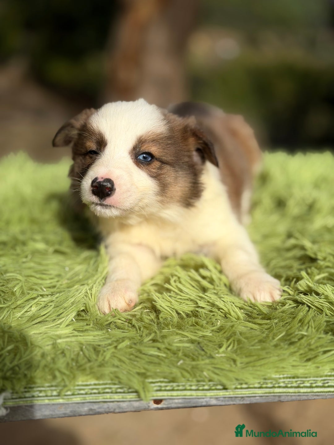 Border Collie perros en venta: Border collie rojo  - Anuncio 4