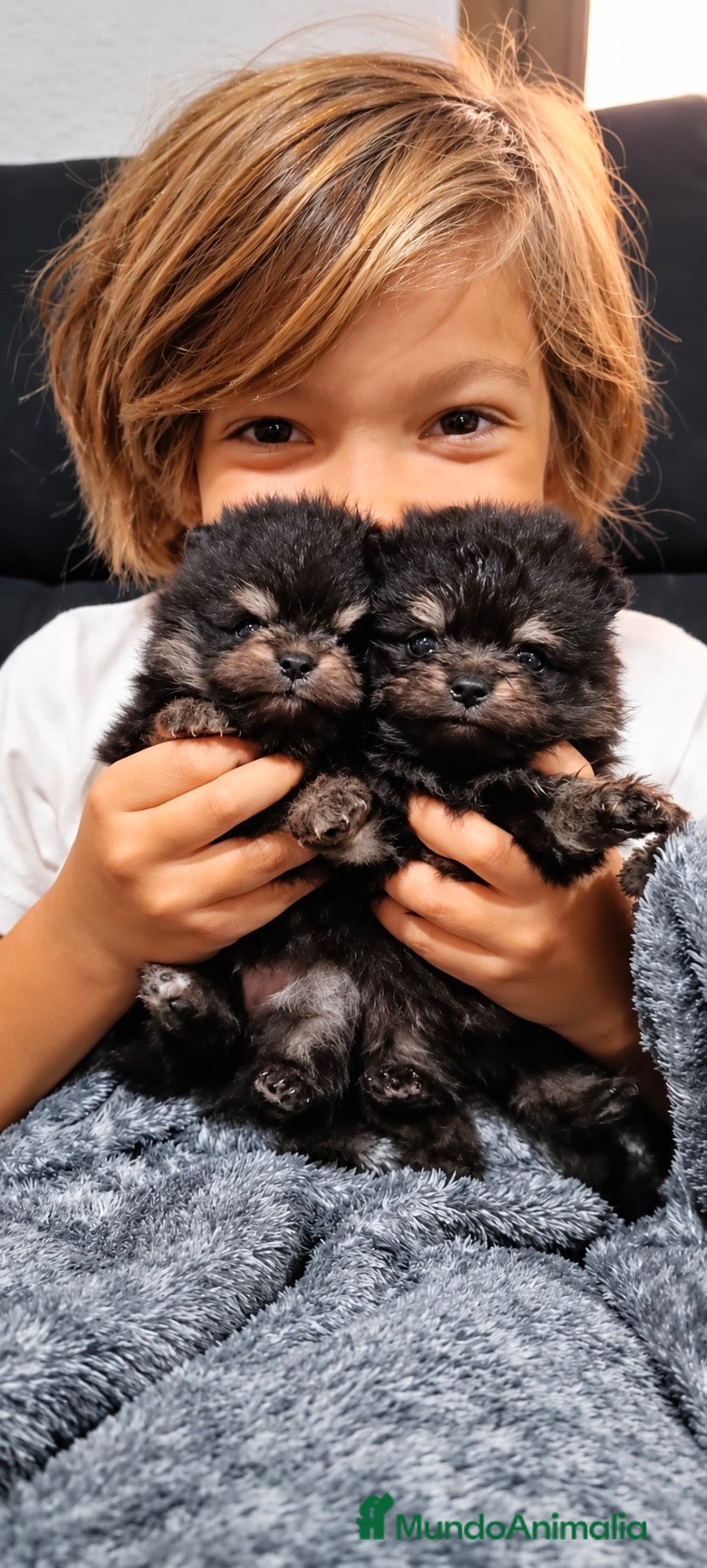 Pomerania perros Precioso macho Pomerania toy Black and Tan  - Anuncio 2