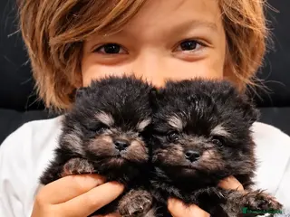 Pomerania perros Precioso macho Pomerania toy Black and Tan - Anuncio 1