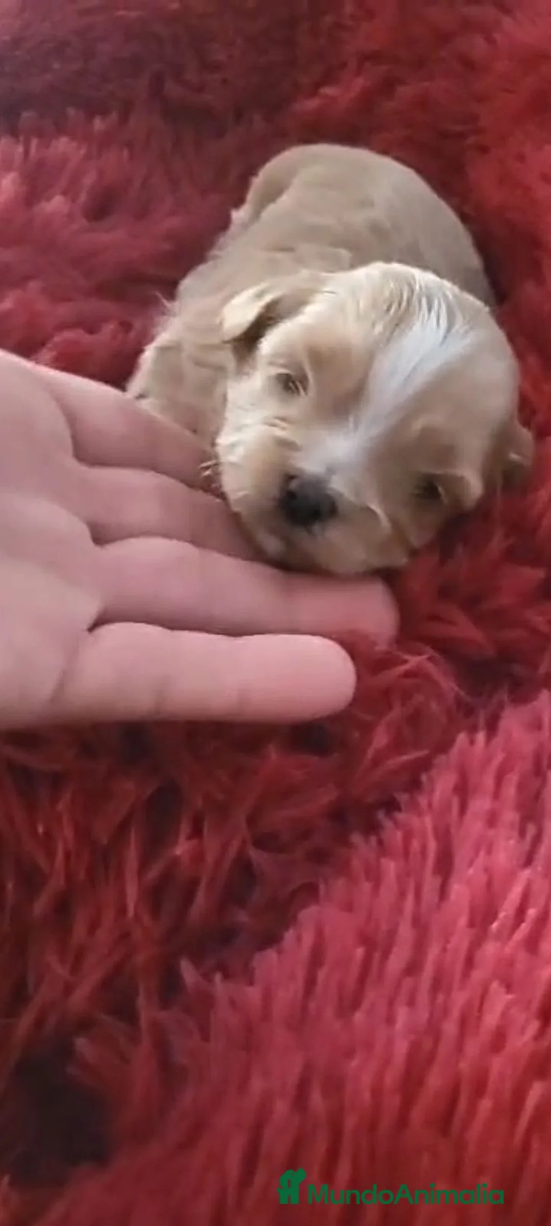 Maltipoo perros en venta: Maltipoo - Anuncio 2