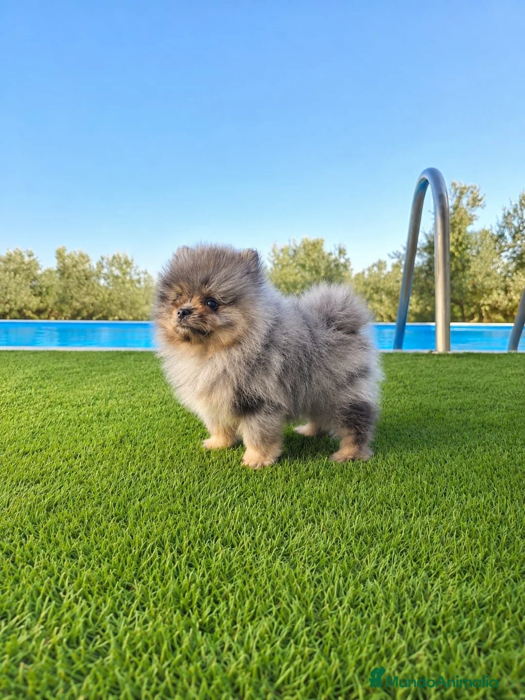 Pomerania perros en venta: LULU DE POMERANIA MERLE - Anuncio 1