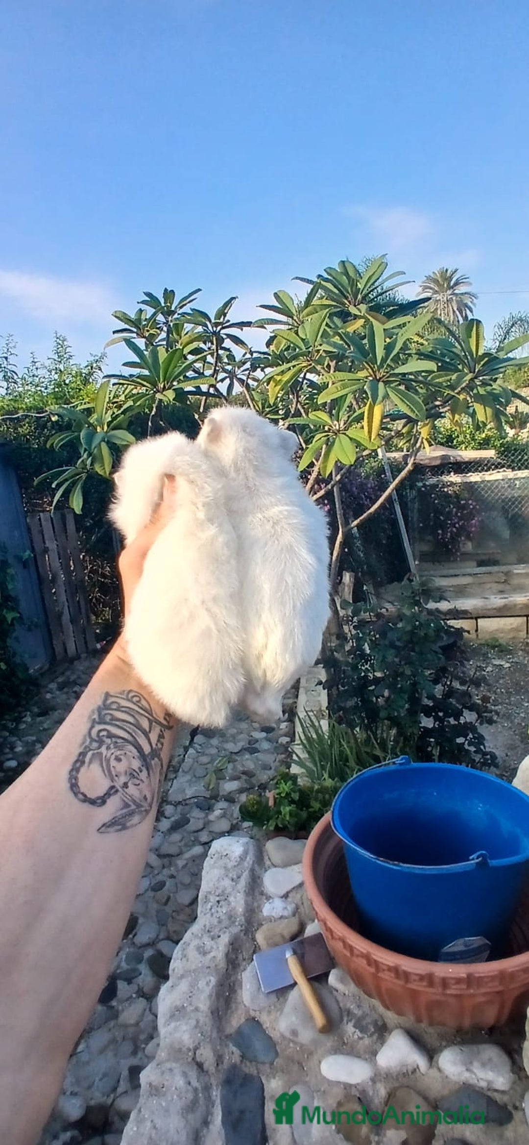 Pomerania perros en venta: Pomerania Toy blanco y crema super peques  - Anuncio 3