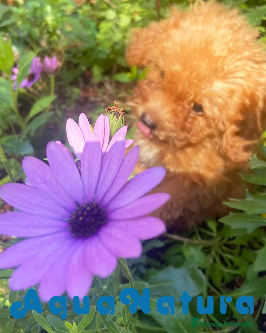 Caniche Enano perros en venta: Caniche Macho 6239 - AQUANATURA en Barcelona - Anuncio 5