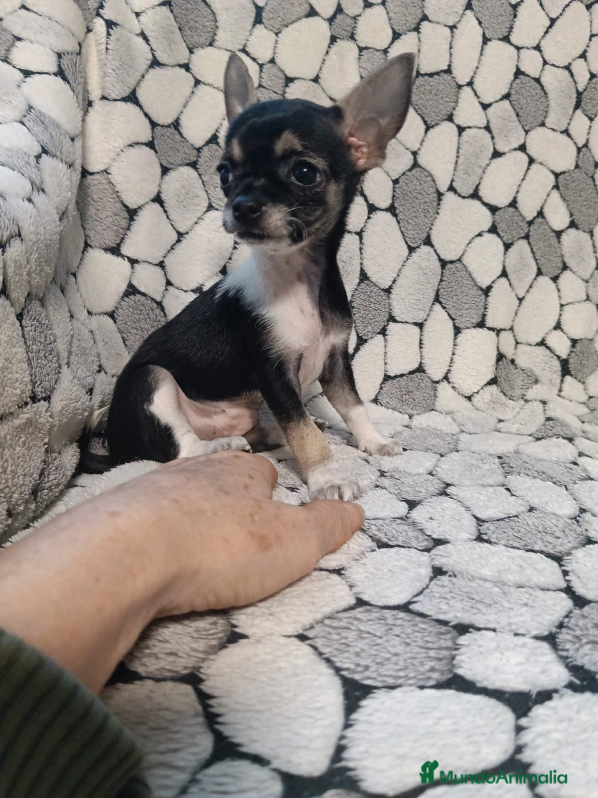 Chihuahua perros Chihuhuas toy - Anuncio 1