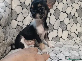 Chihuahua perros Chihuhuas toy - Anuncio 1