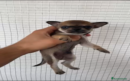 Chihuahua perros en venta: CHIHUAHUAS MINIS GRAN CALIDAD  - Imagen 2