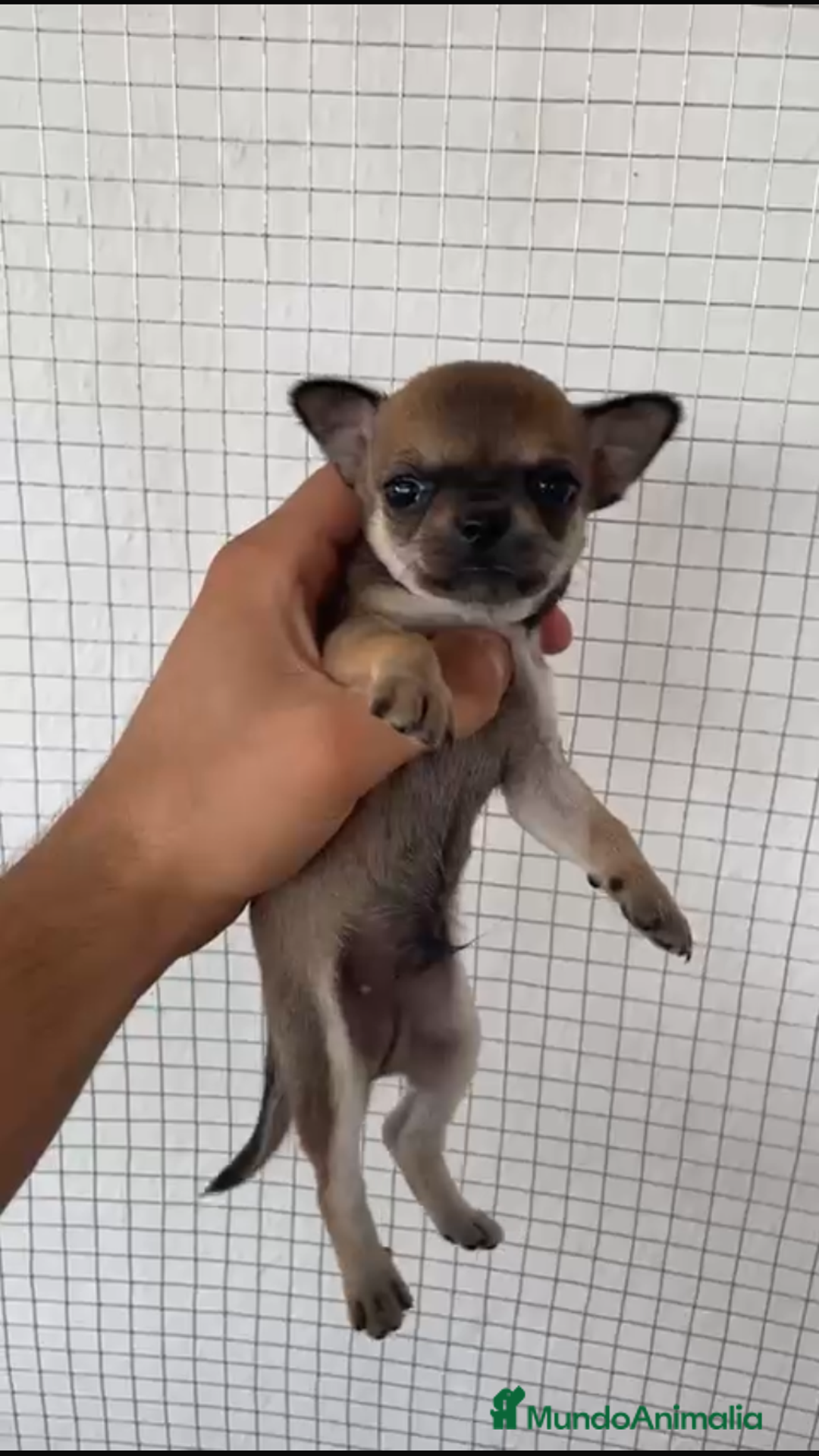 Chihuahua perros en venta: CHIHUAHUAS MINIS GRAN CALIDAD  - Imagen 2