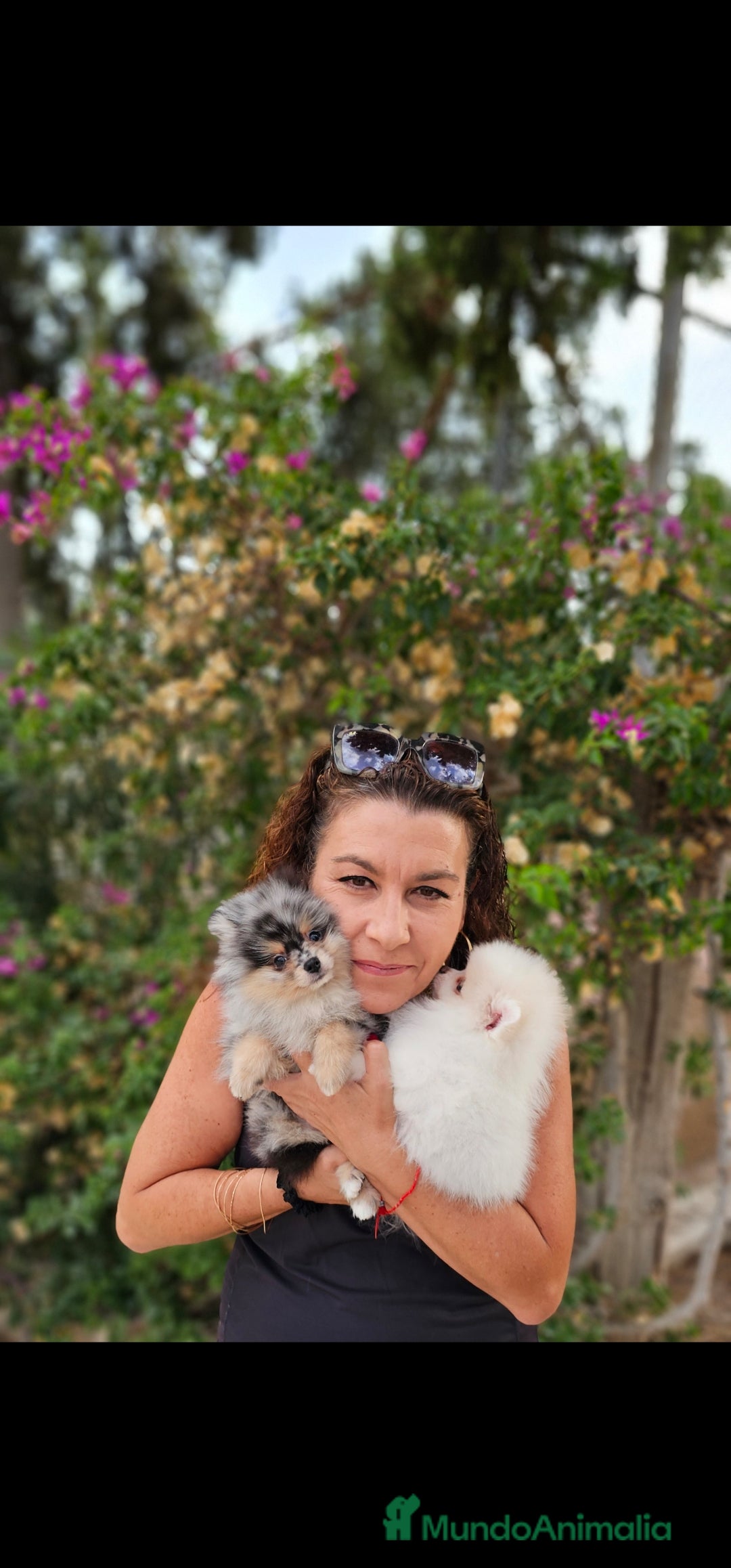 Pomerania perros en venta: Machitos pomerania  - Imagen 7
