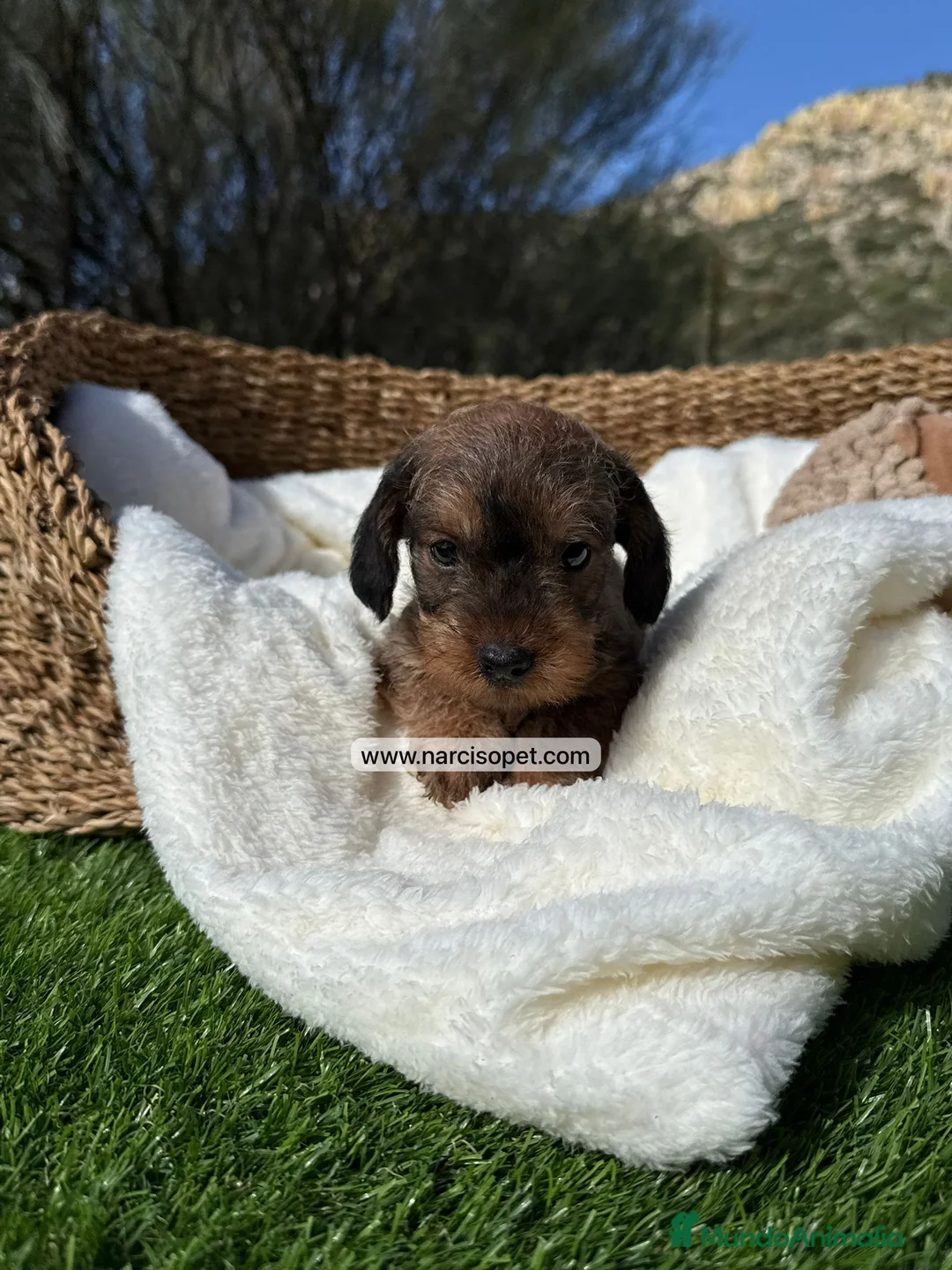 Teckel Miniatura perros en venta: TECKEL HEMBRA PELO DURO - Anuncio 4