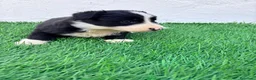 Border Collie perros en venta: Border Collie - Anuncio 4