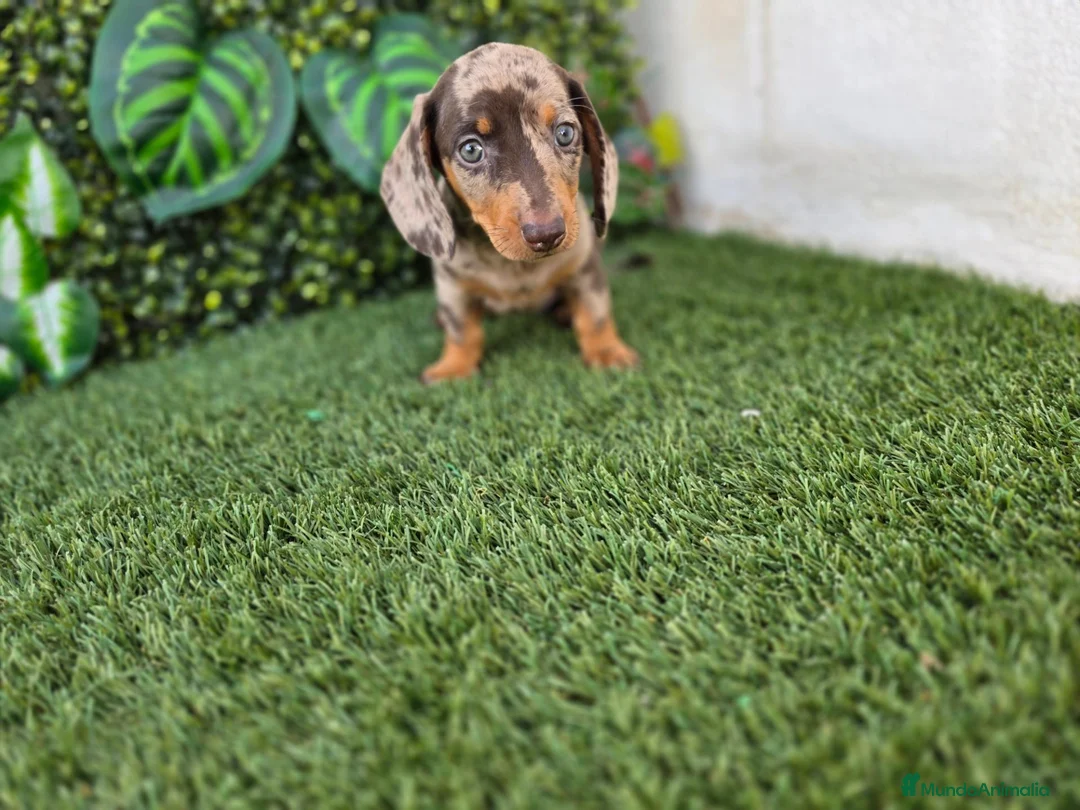 Teckel Miniatura perros en venta: TECKEL MINIATURA ARLEQUIN - Anuncio 3