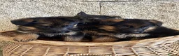 Pastor Alemán perros en venta: Espectacular cachorro de pastor alemán  - Anuncio 7