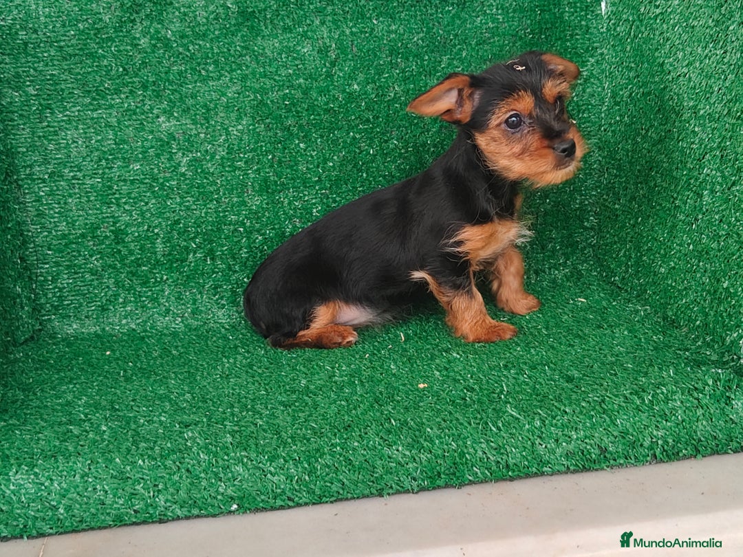 Yorkshire Terrier perros en venta: Yorkshire terrier  - Anuncio 6