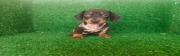 Teckel Miniatura perros en venta: Teckel miniatura  - Anuncio 4