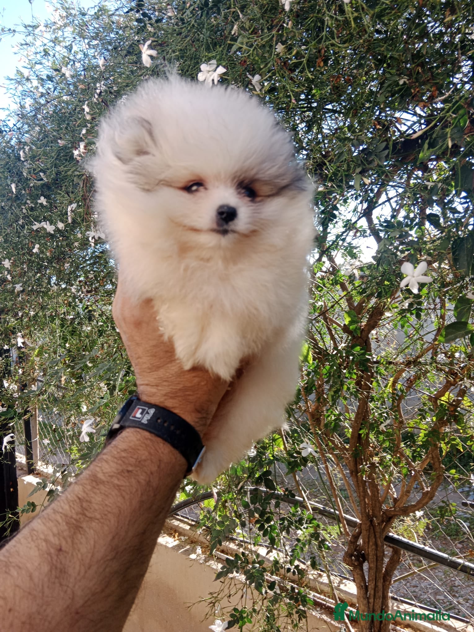 Pomerania perros Mini Pomerania     en Segovia - Anuncio 12